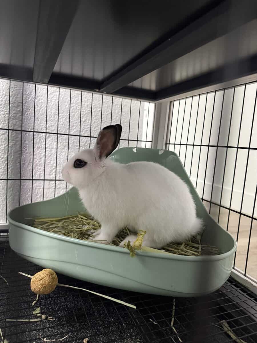 Beautiful bunny looking for a loving home image 4