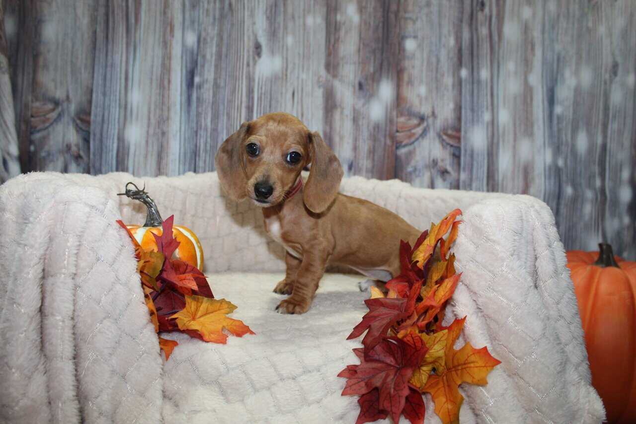 Dachshund Puppies image 2