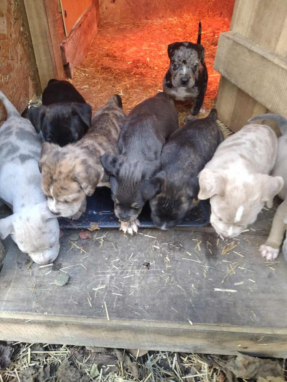 Ameeican bully pups image 3