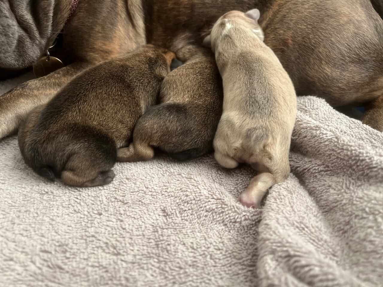 French Bulldog Puppies image 2