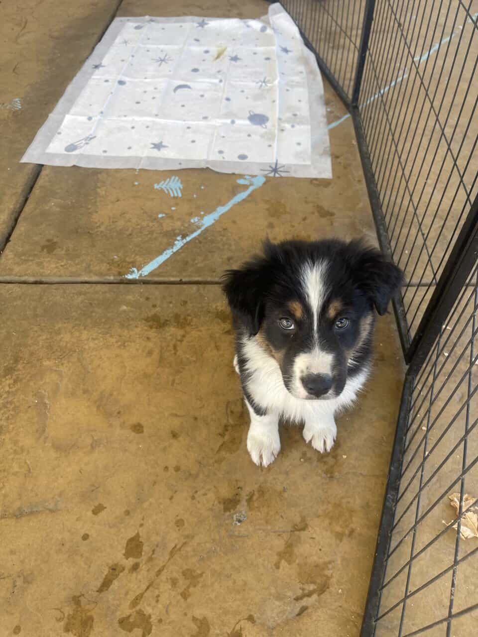 Australian Shepherd Puppy image 4
