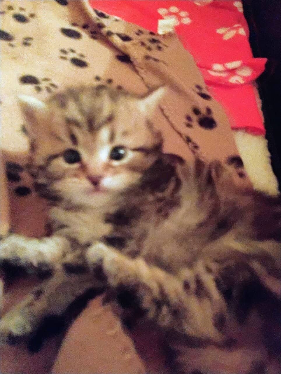 Siberian kittens image 1