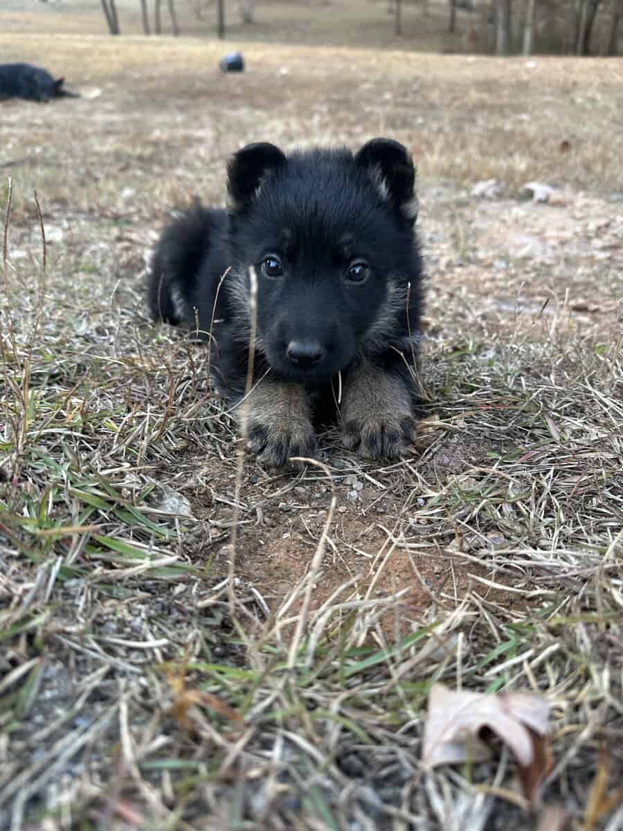 Still available - Purebred German Shepherd Puppies image 10