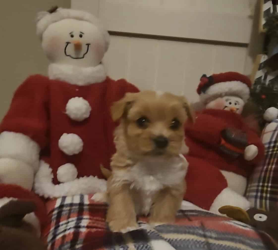 Yorkipoo puppies image 6