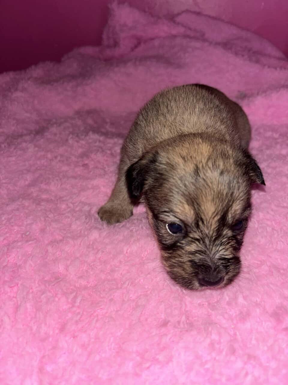 Patterdale terrier mix haizel image 6