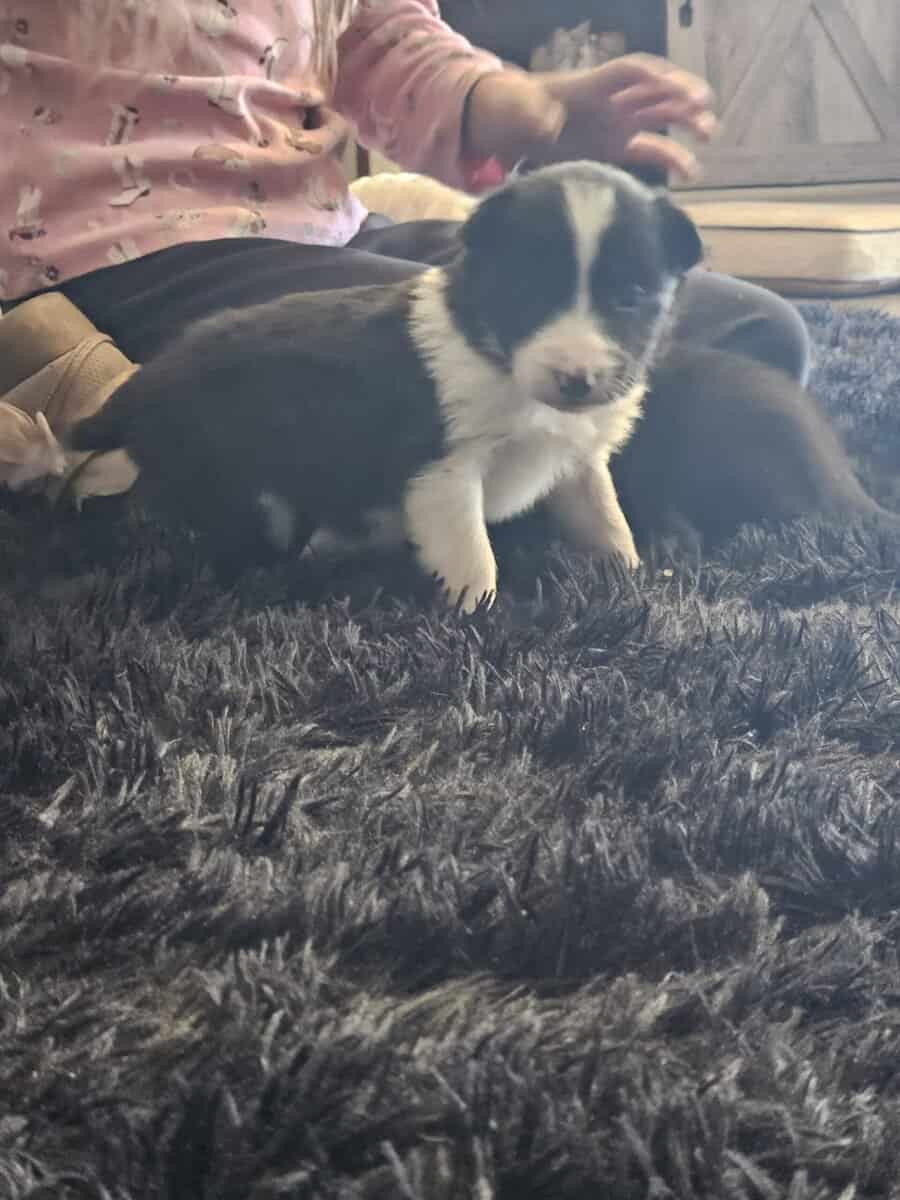 Border Collie Puppies image 4