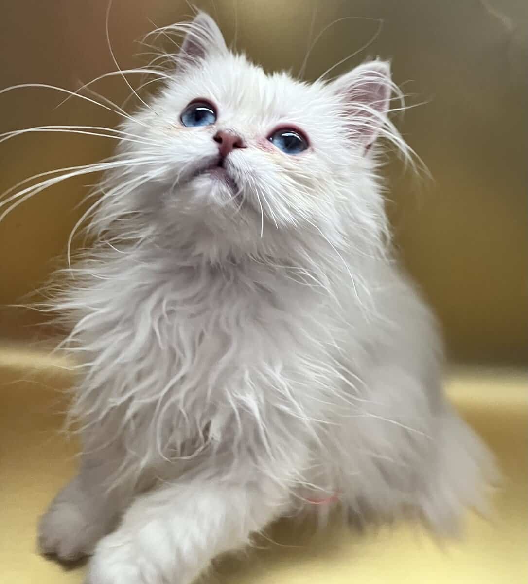 Silver chinchilla British longhair male image 2