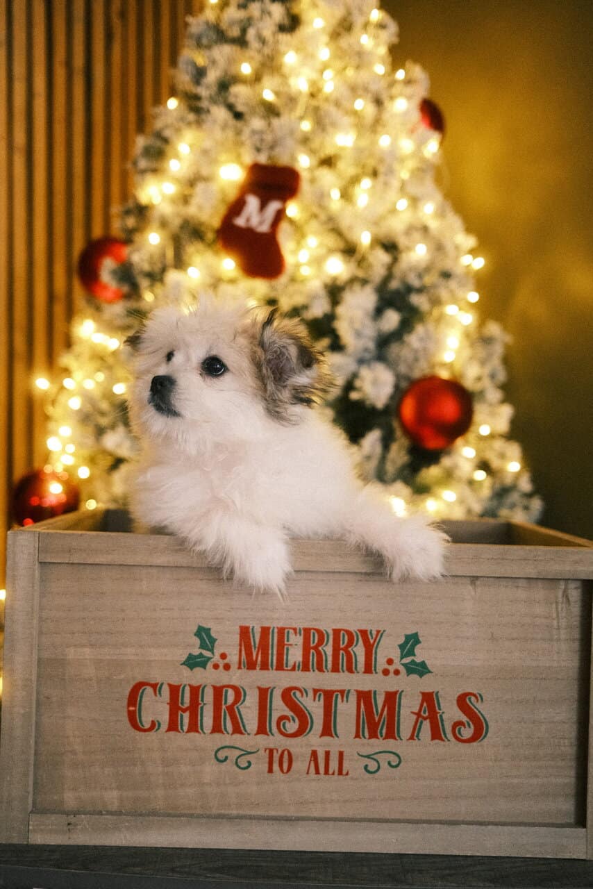 Pomeranian Puppy image 3