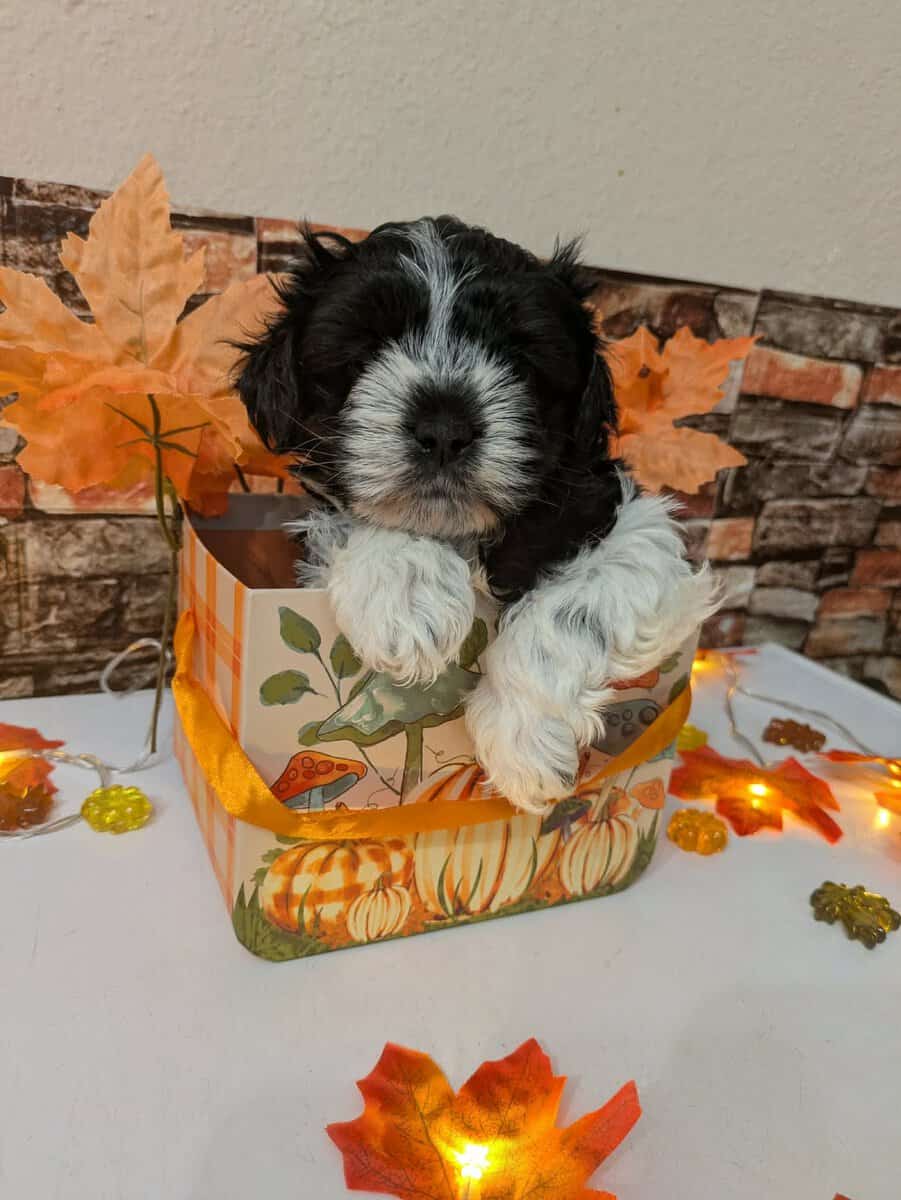 Maltipoo Puppies , Ready to Go image 3