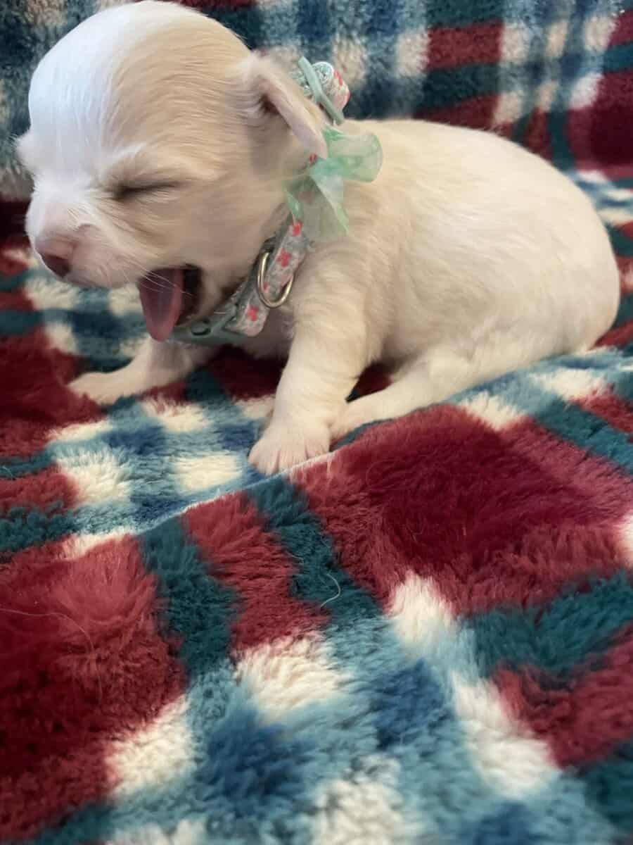 Long Coat Chihuahua Puppy image 2