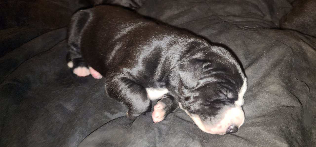 Great Dane Puppies image 7
