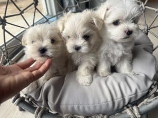 Gorgeous toy Maltipoos