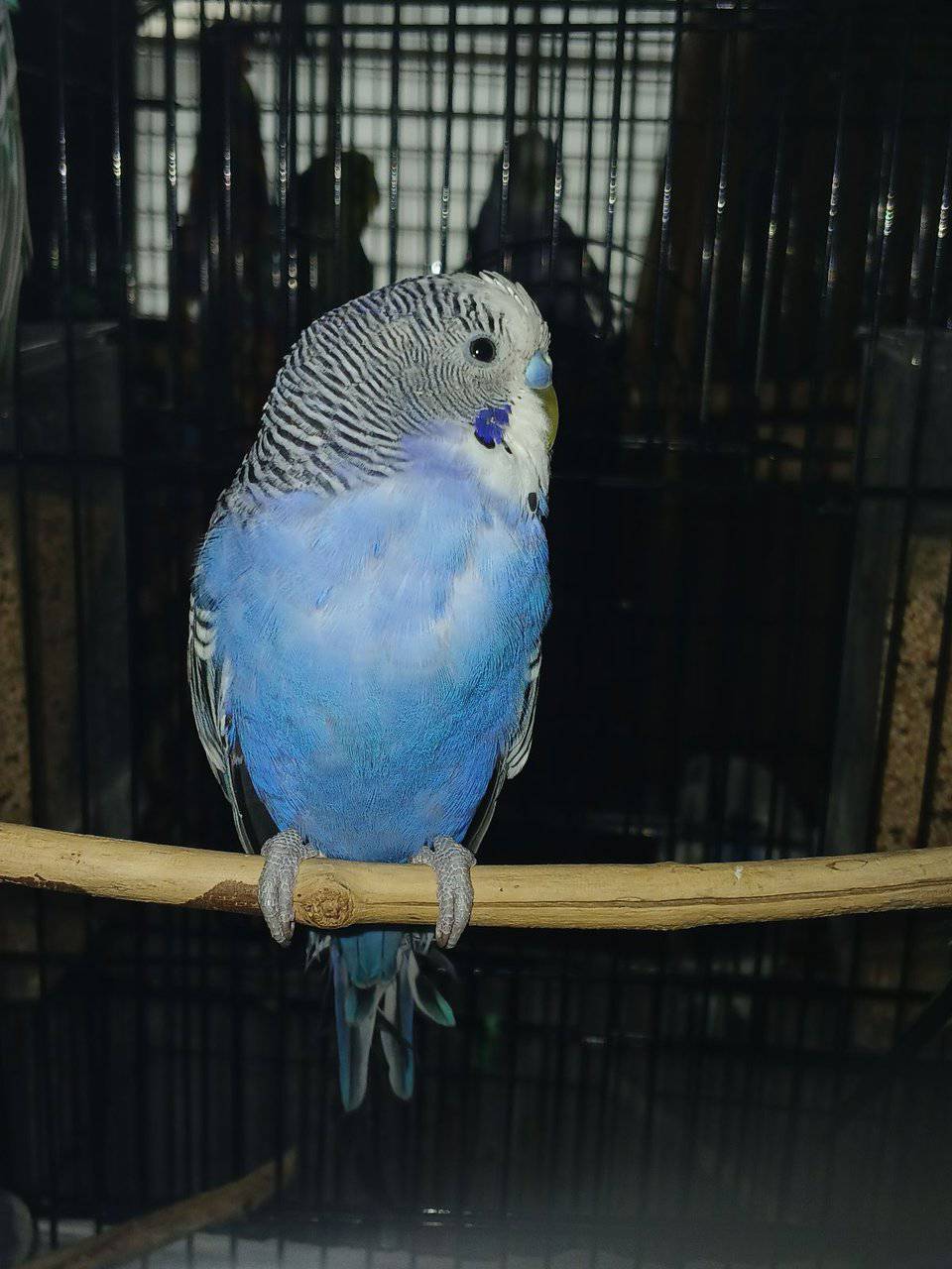 4 Dark blue friendly male budgies (35 ea.) image 9