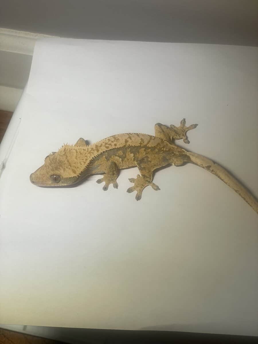 Crested Gecko male 21g image 4