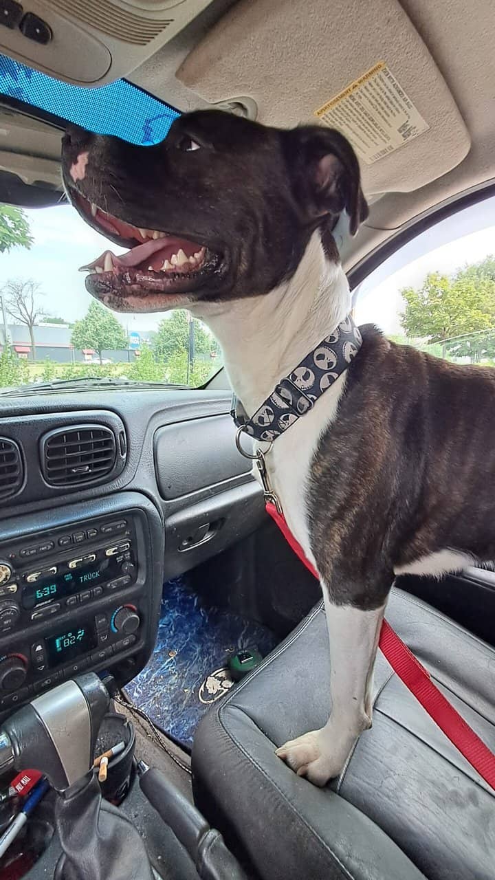 American staffordshire terrier and rat terrier image 12