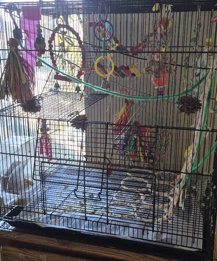Parakeet and Cage for sale image 1