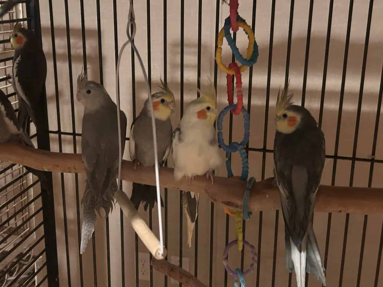 Cockatiel for sale image 5
