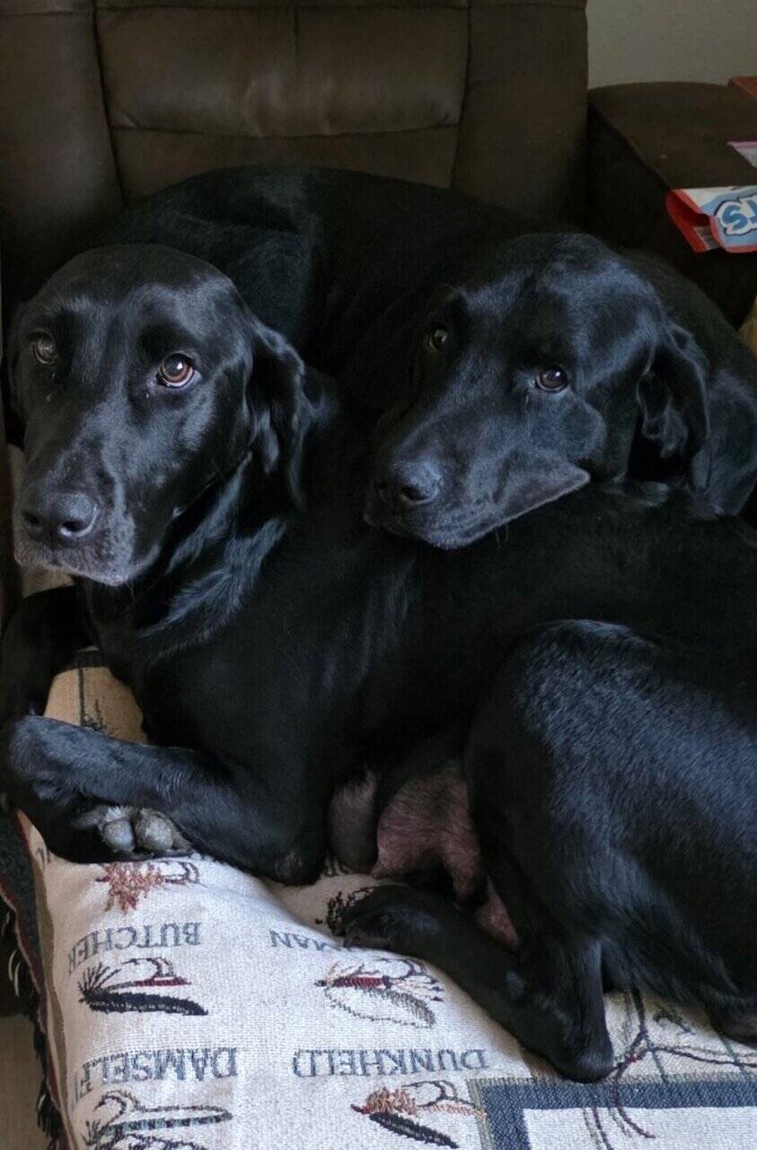 Full Lab Puppies image 3