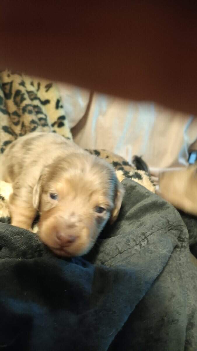 Doxon puppies image 1