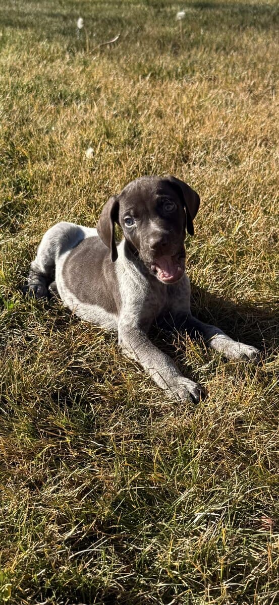 German Shorthair puppies image 1