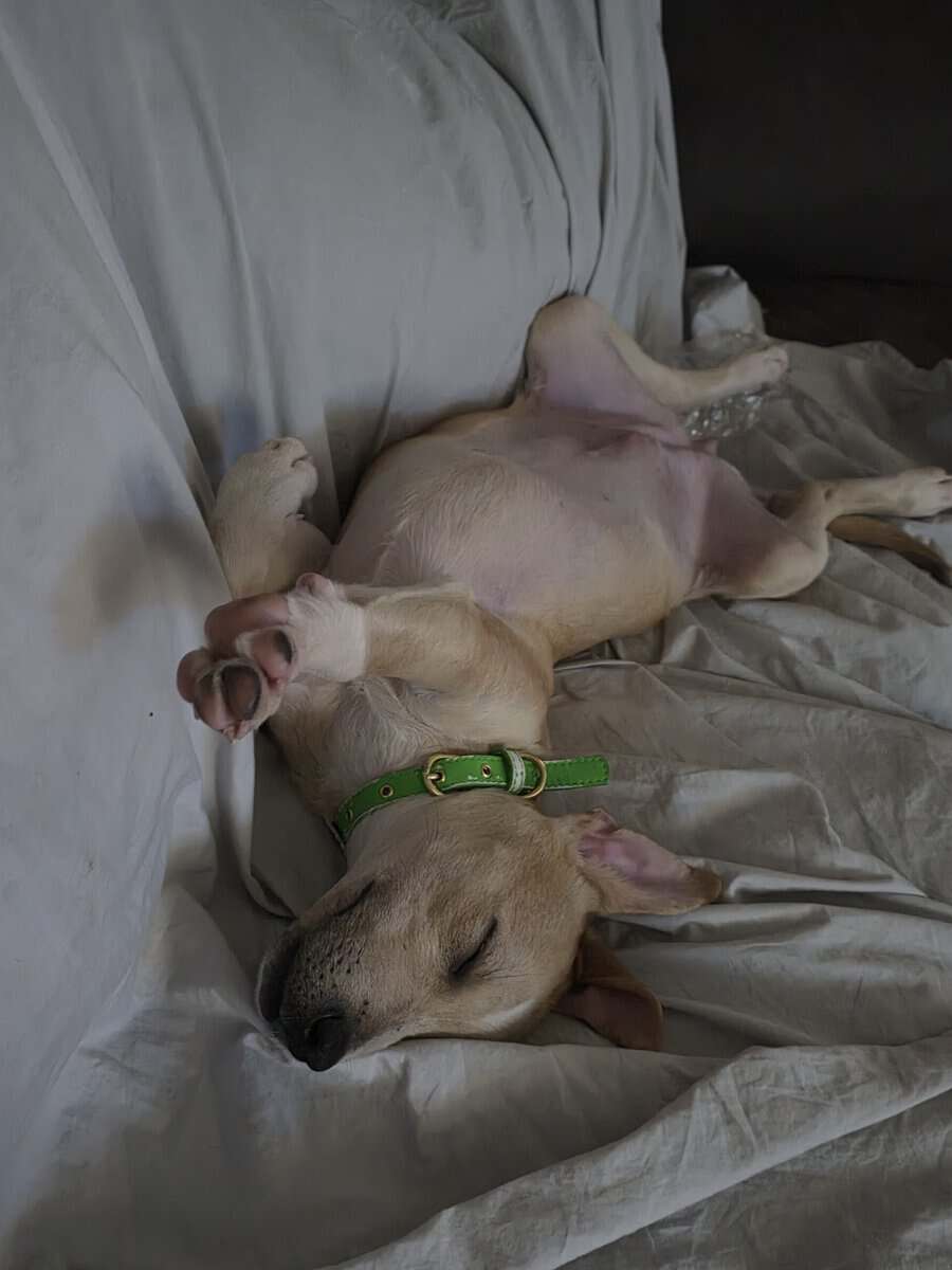 Lucy for Adoption image 1