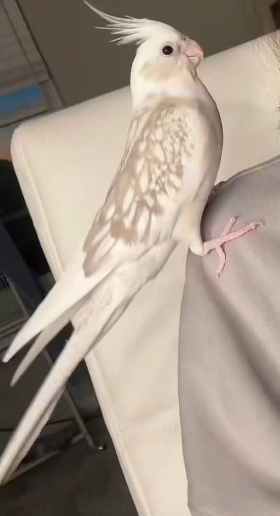 cinnamon white-tailed pearl cockatiel for sale image 2