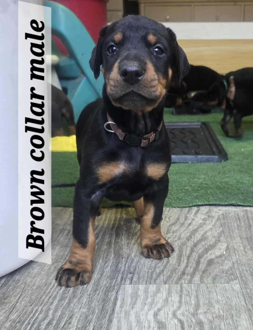 AKC Registered European Doberman image 6