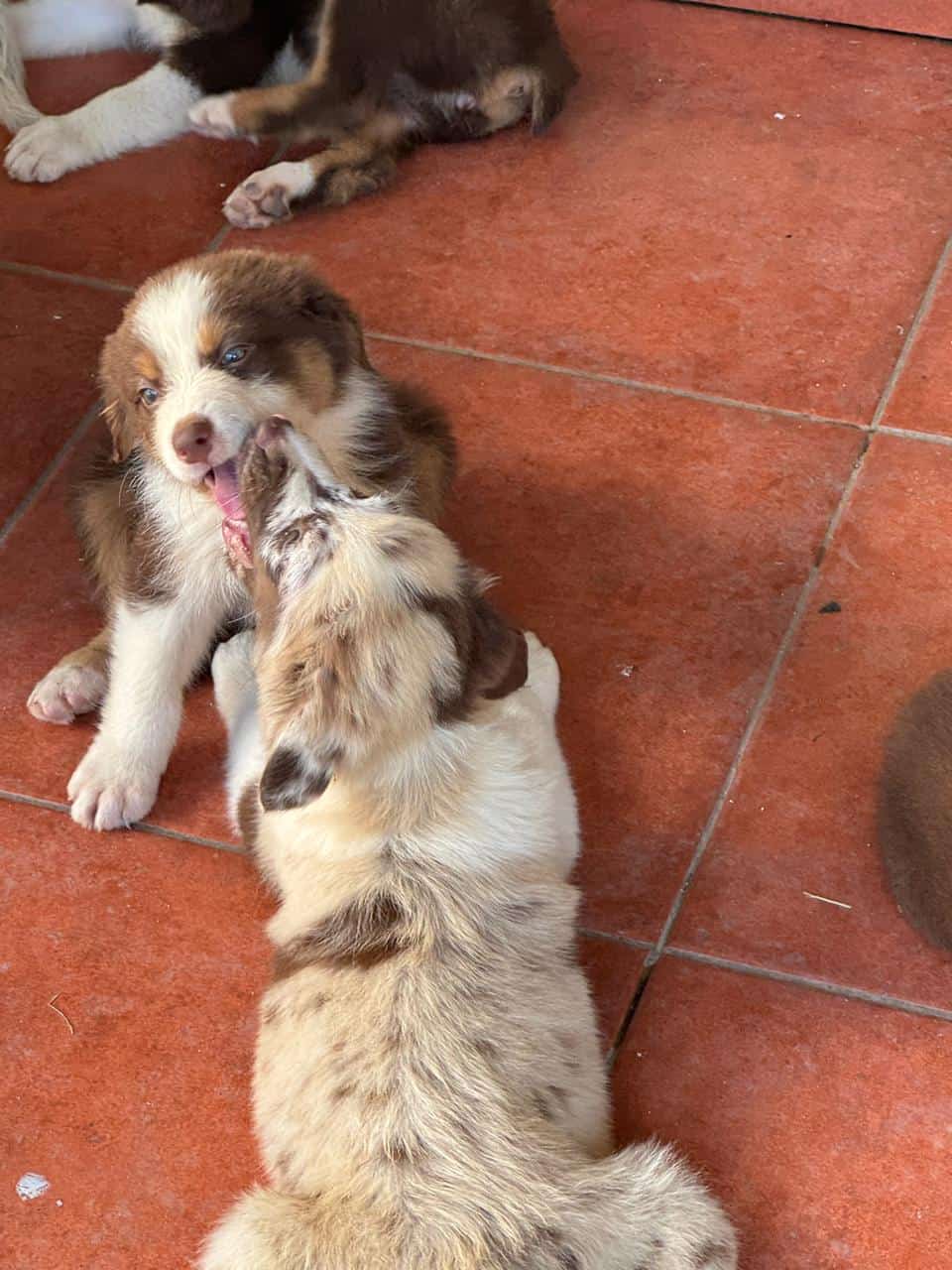 Australian Shepherd image 3