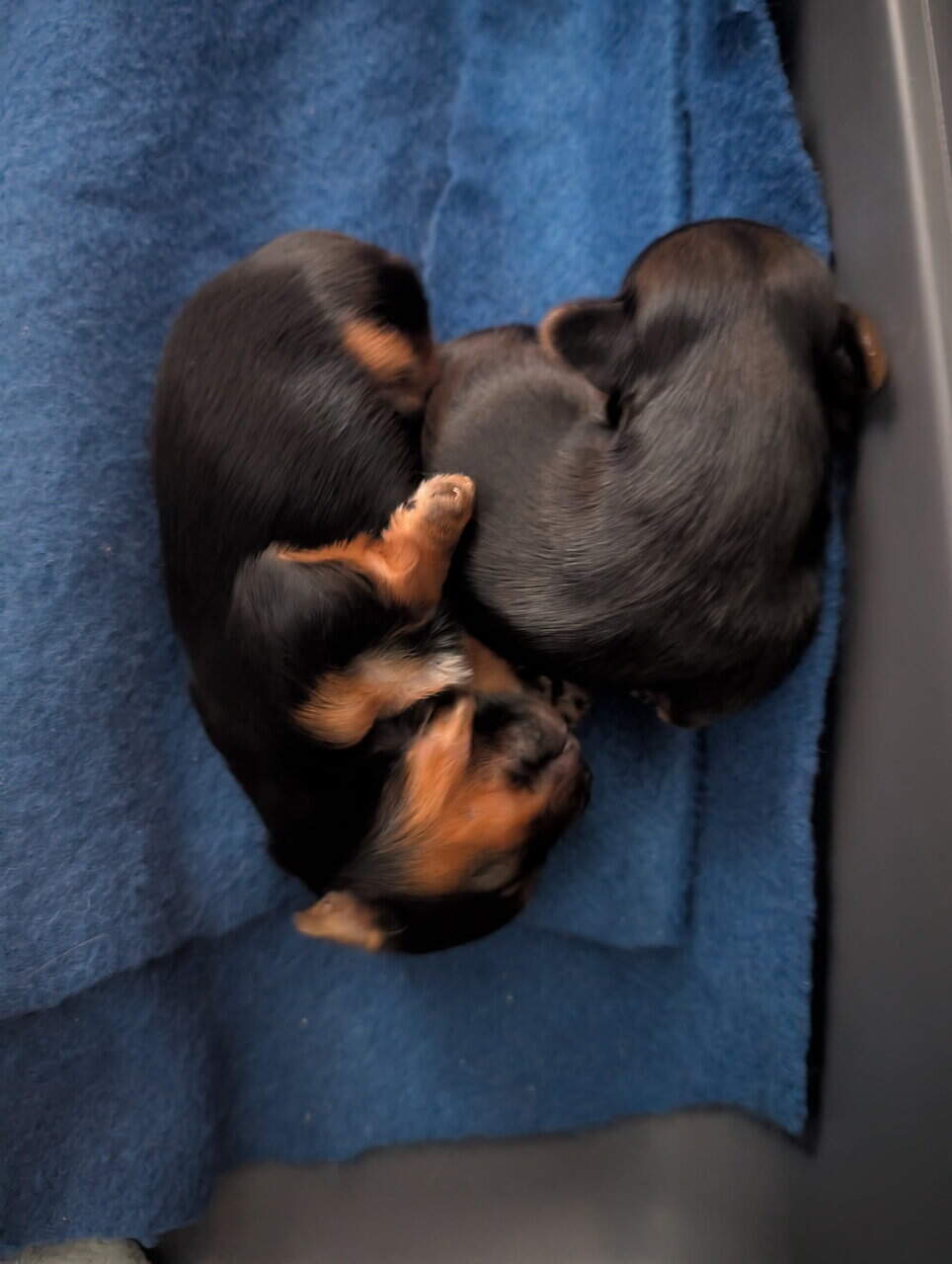 Yorkie Puppy image 8