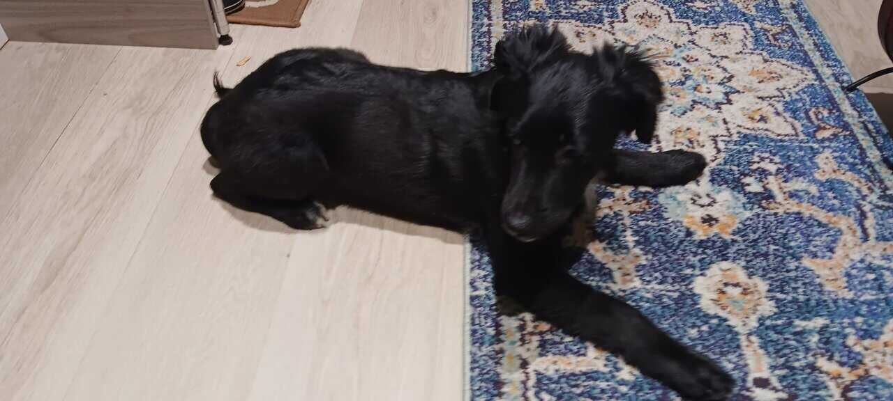 Cockapoo Labrador mix puppy image 5