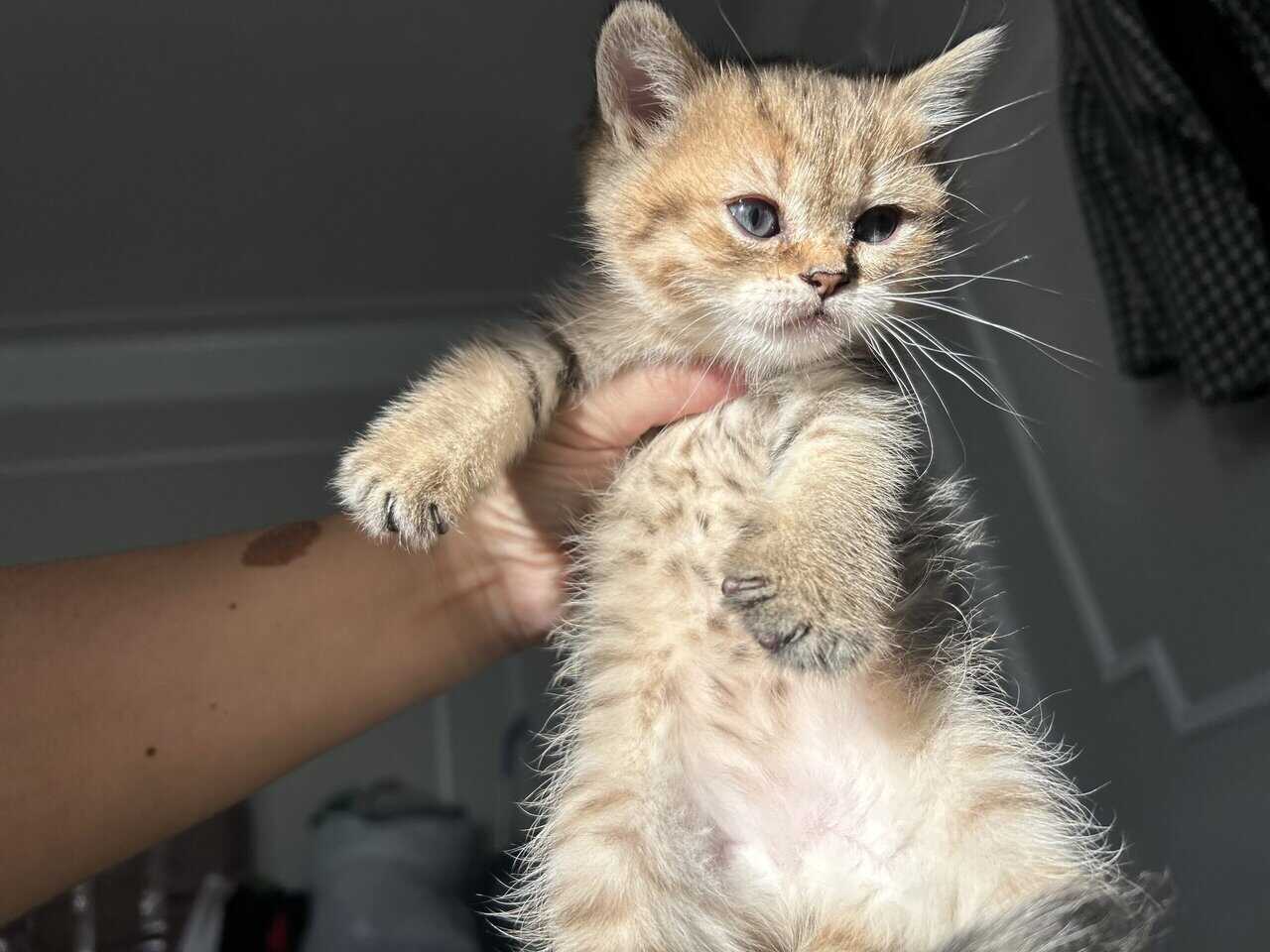 Scottish kittens image 6