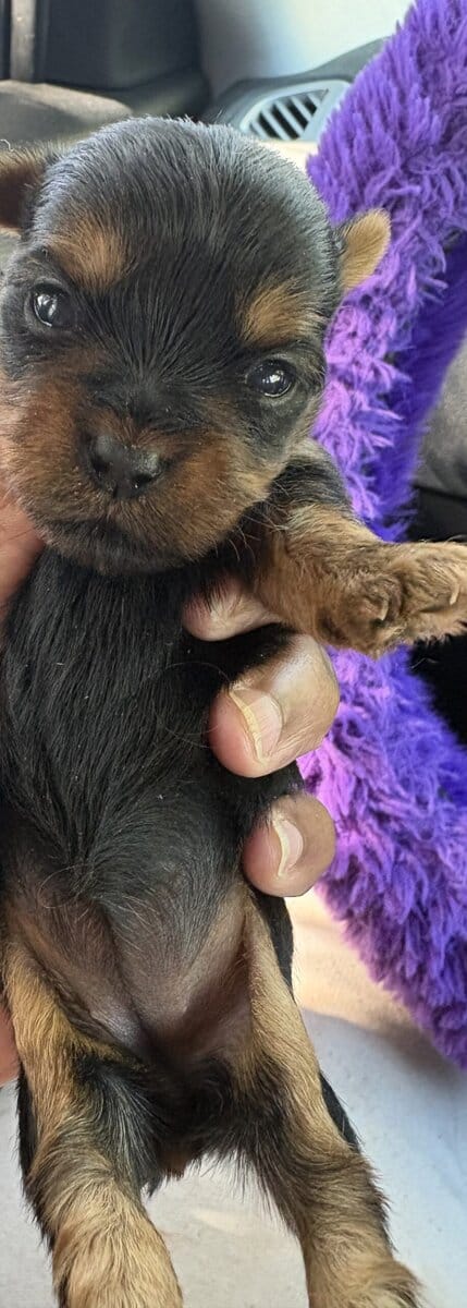 Yorkie babies 223 image 2