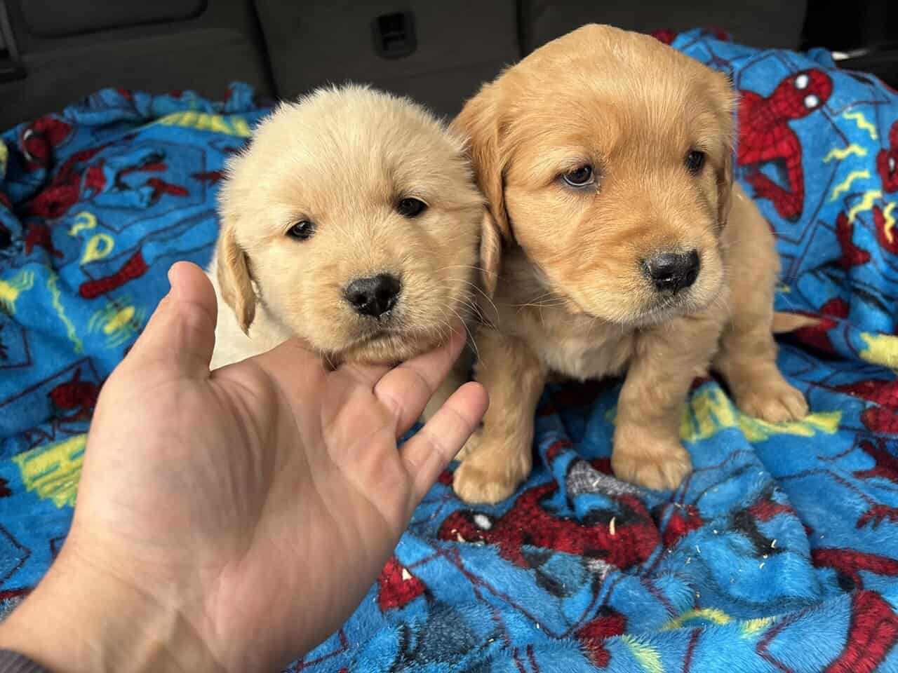 AKC Golden Retriever puppies image 6