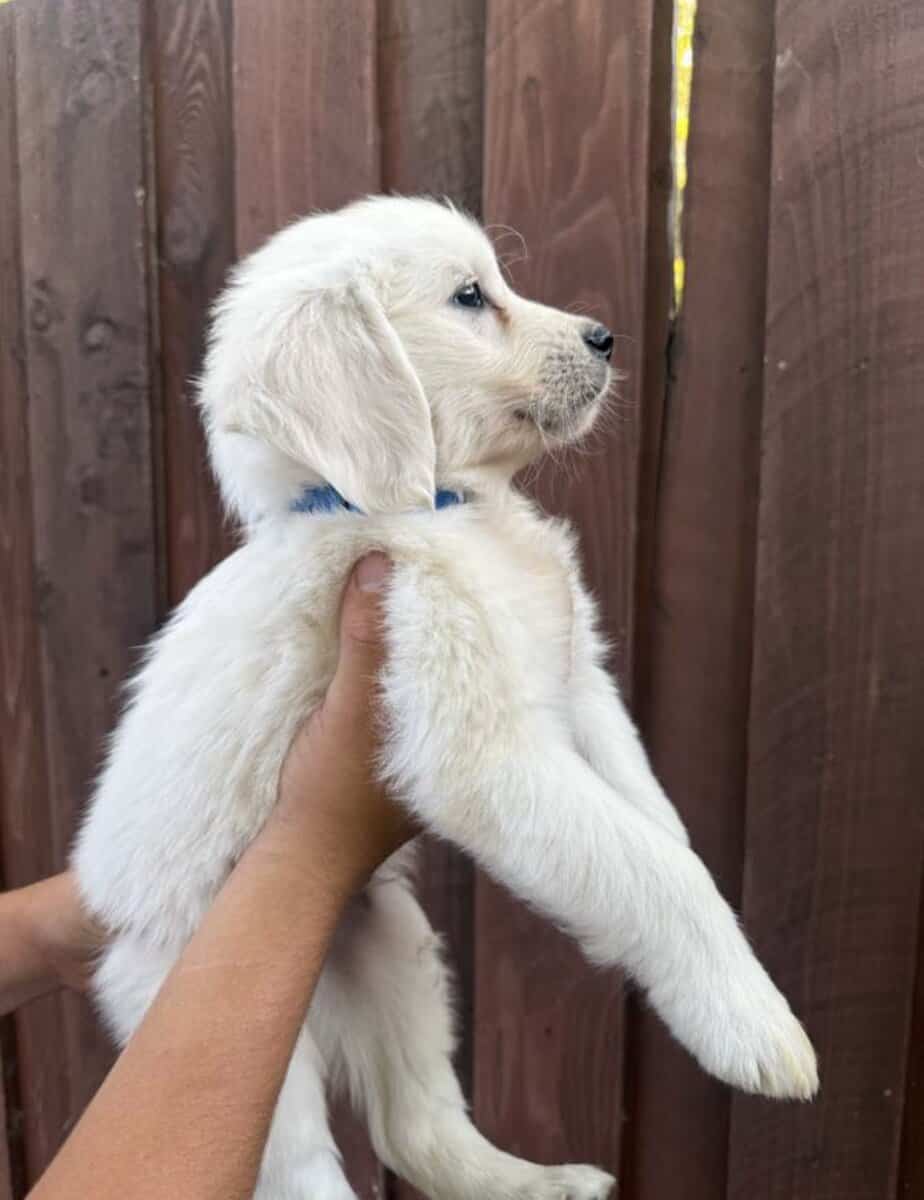 English cream golden retriever image 2
