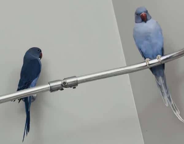 Indian Ringneck Parakeets image 6