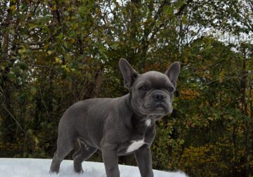F1b male frenchton puppies