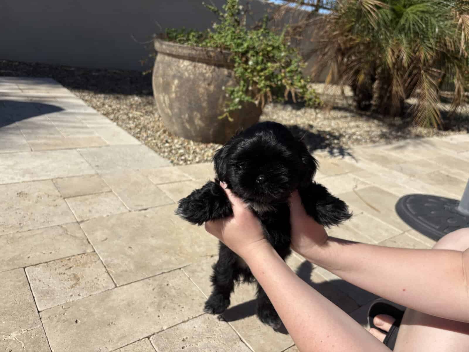 2 Boys Pure Bred Shih Tzus image 6