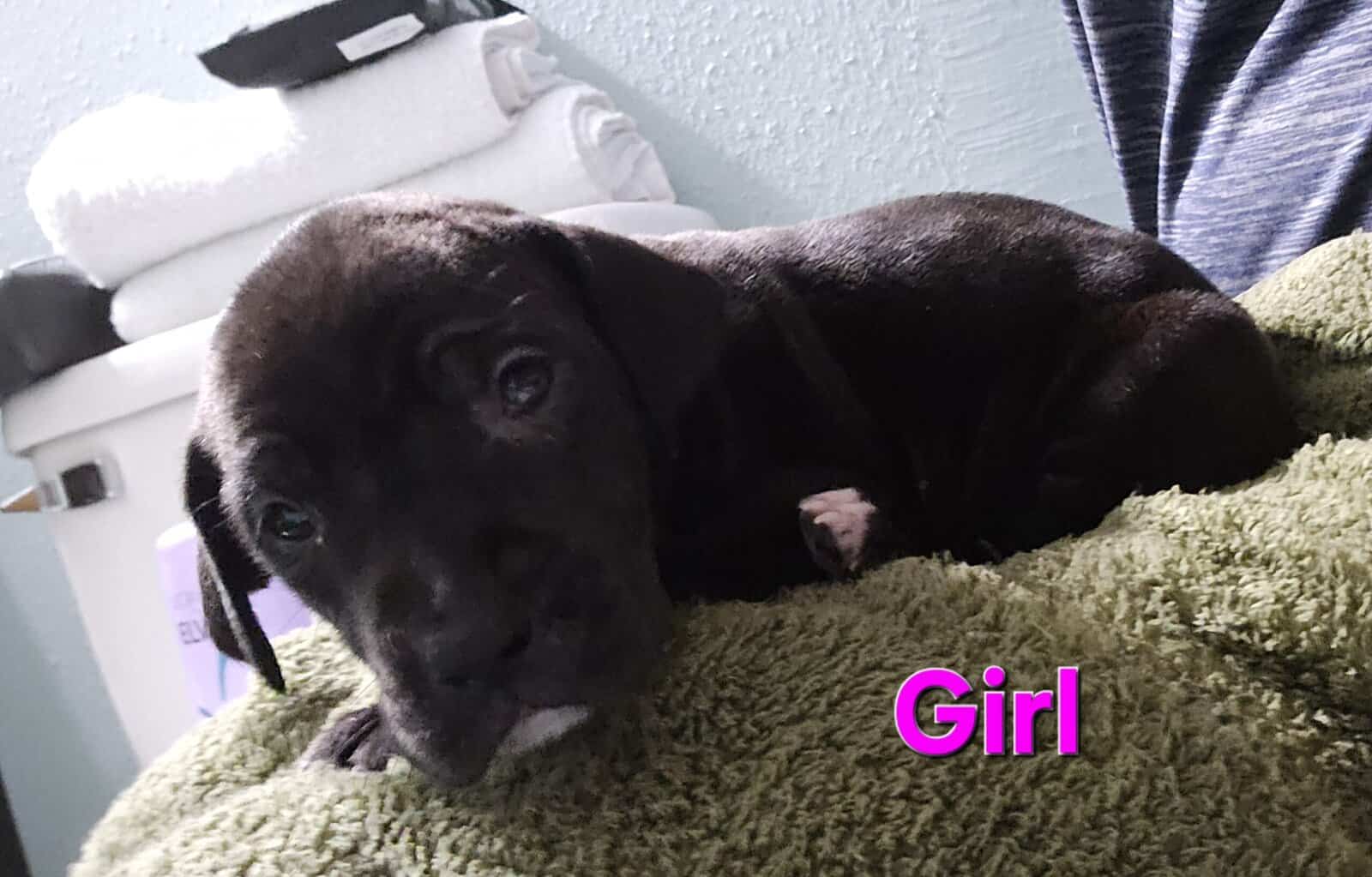 Great Dane puppies image 5