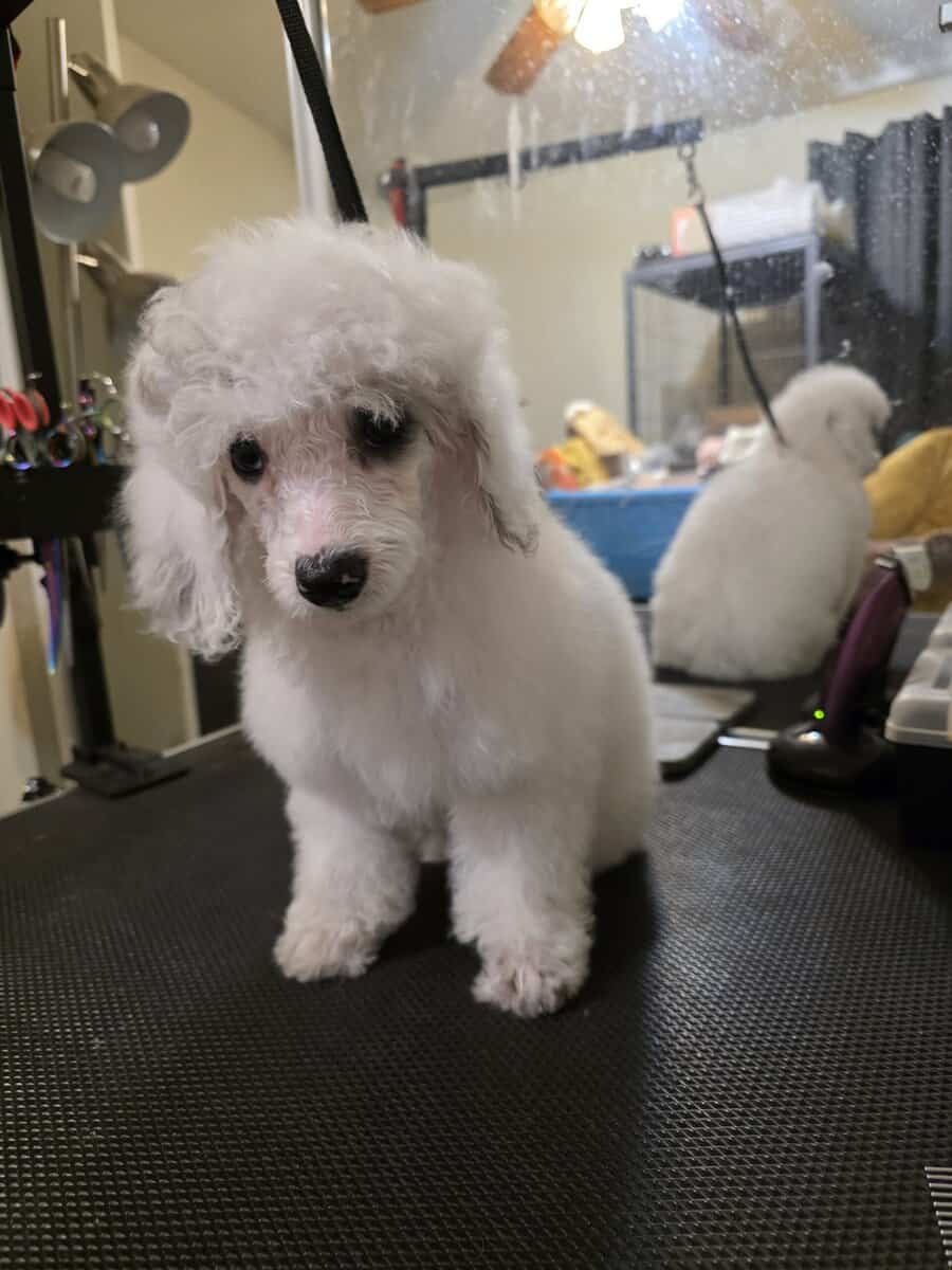 AKC Miniature Poodles image 3