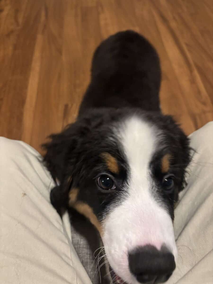 Osito for sale, 13 week old Bernese mountain dog image 2