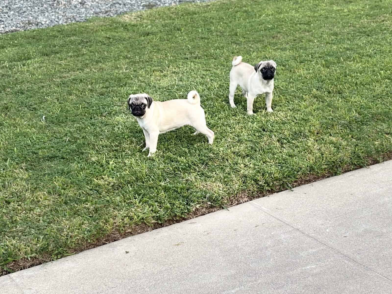 Male Pug pups image 1