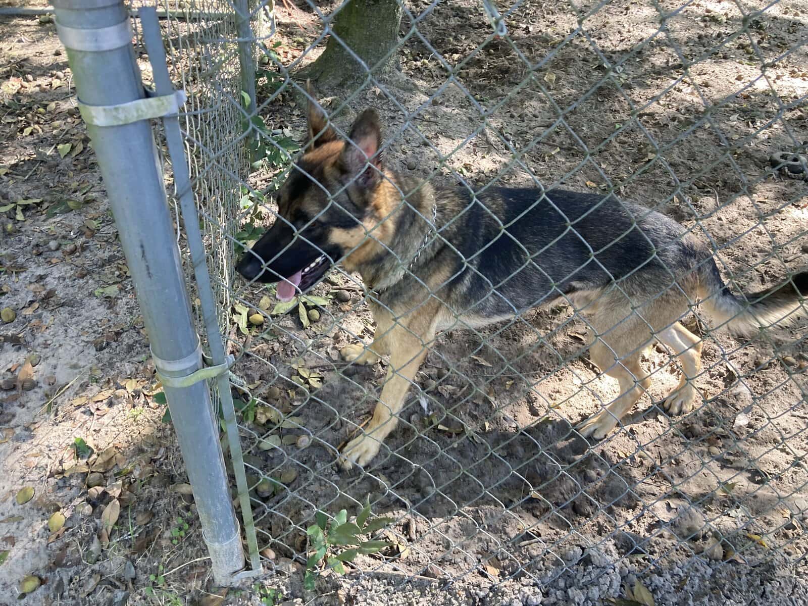 German Shepherd Stud Services image 2