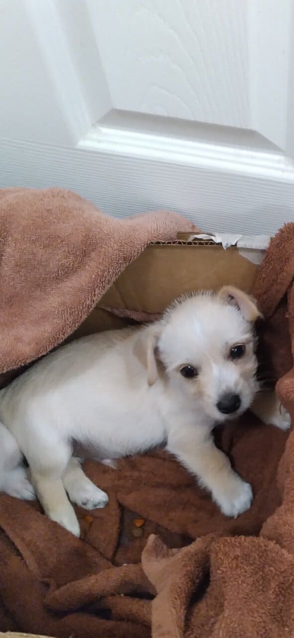 Jack Schnauzer image 2