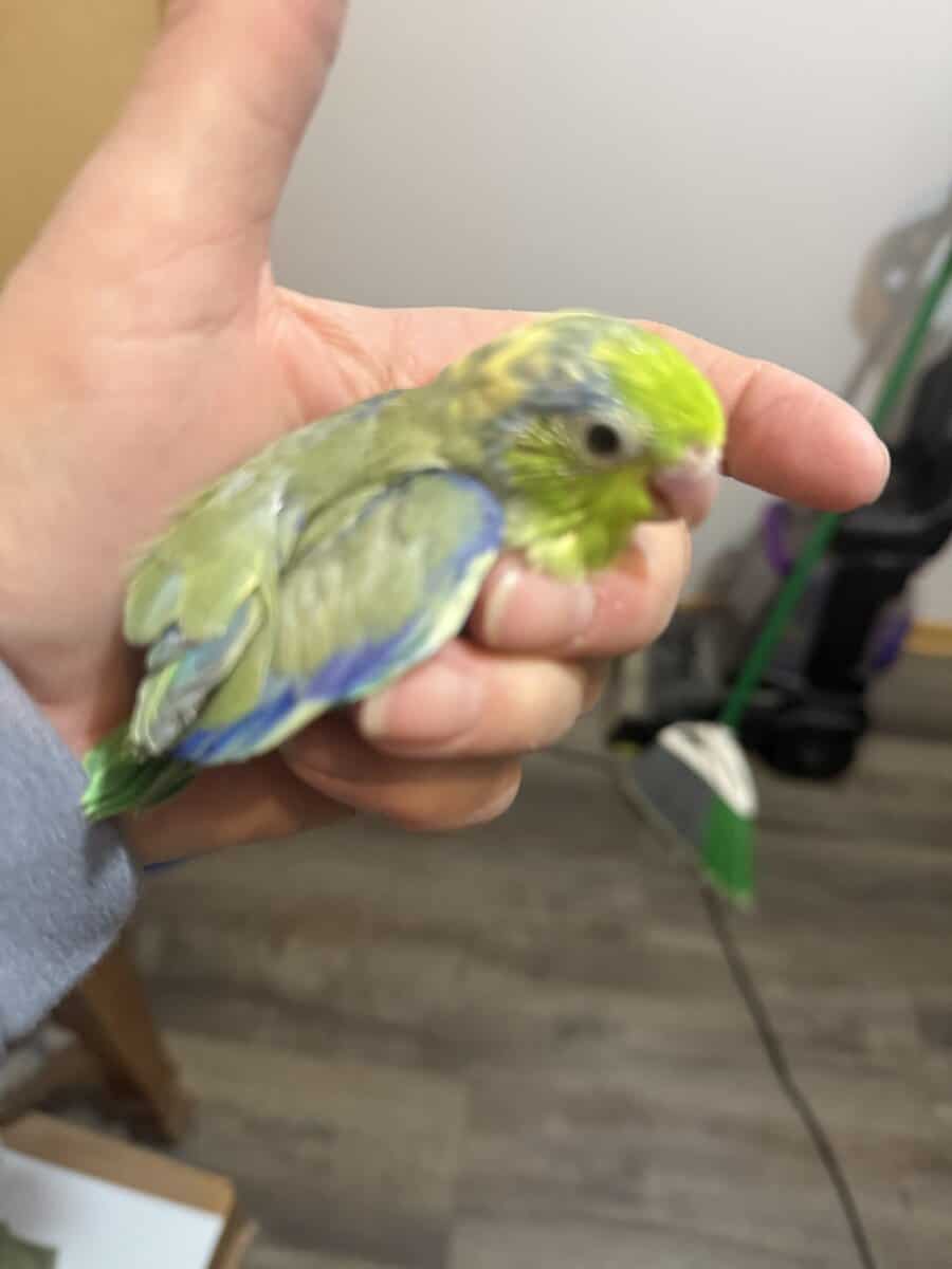 Parrotlets image 4