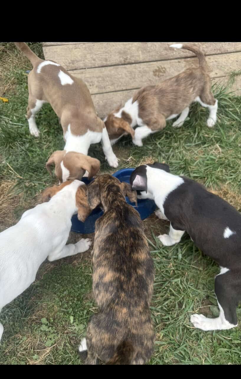 Free Blue nose pit and Golden doodle puppies image 2