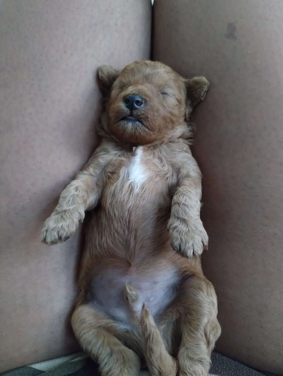 Cavapoo puppies! Ready for you to love! image 3
