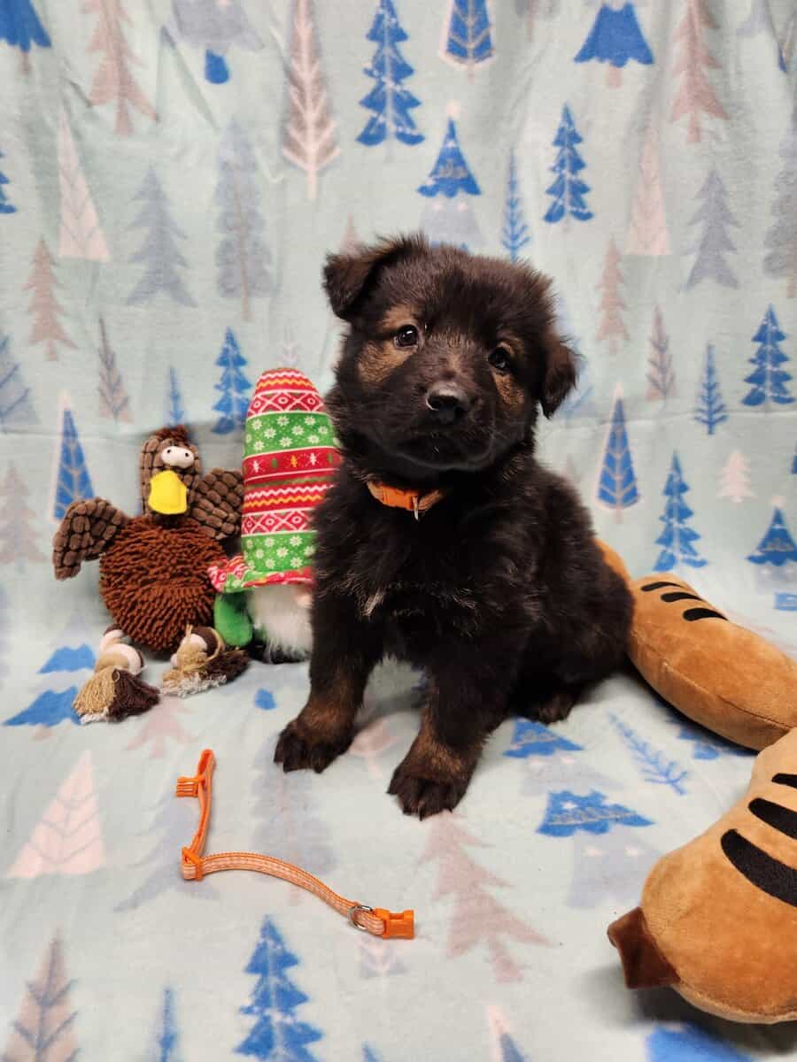 DDR Dark Sable import litter image 2