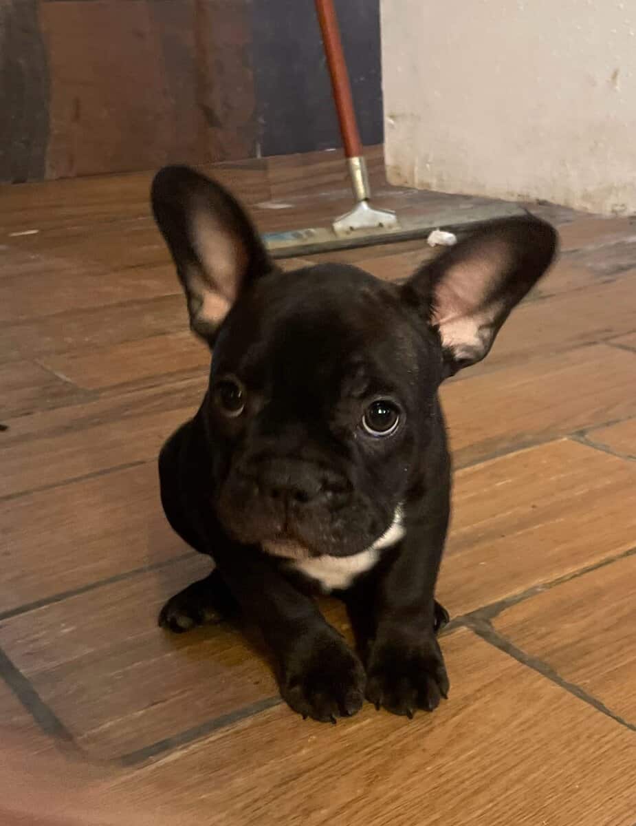 French Bulldogs pups image 1