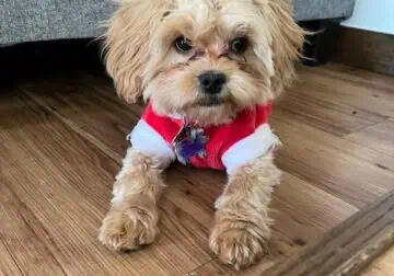 Peekapoo for sale, 17 months