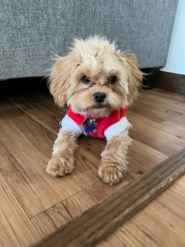 Peekapoo Collars Peekapoo for sale, 17 months | PetClassifieds.com - petclassifieds